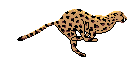 Cheeta